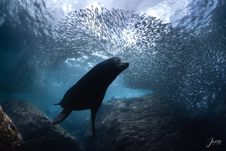 Lobos Marinos En La Paz Buceojpg