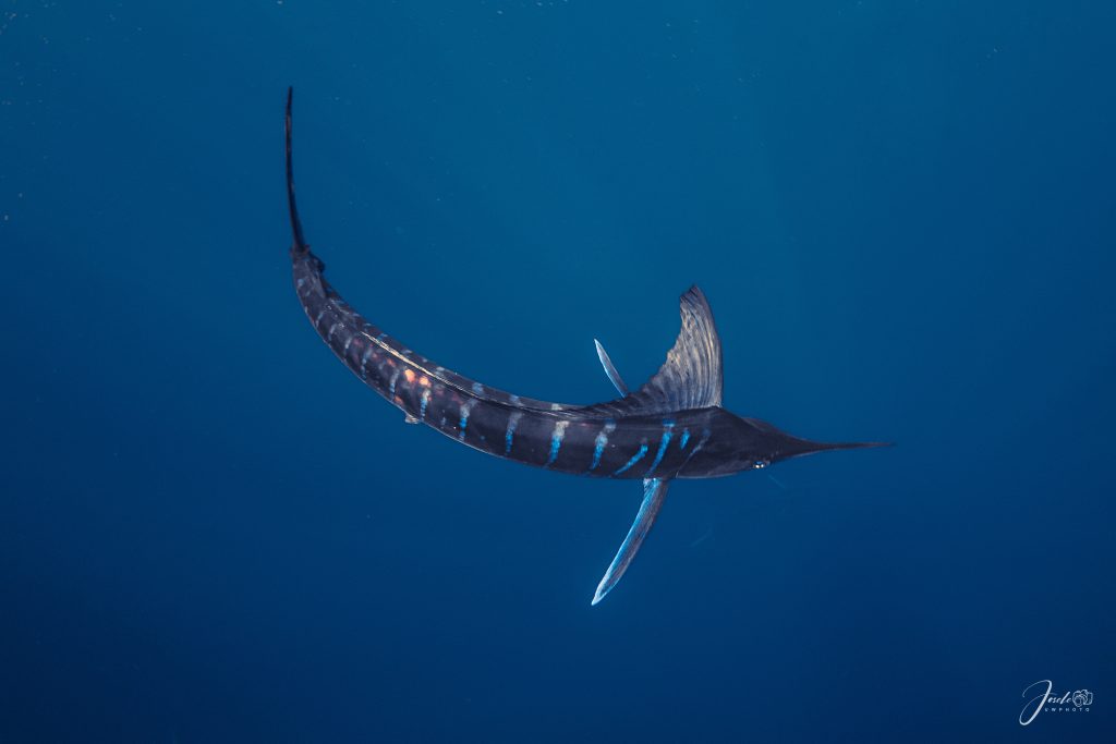 Safari Marino Puerto Chale Marlin Rayado