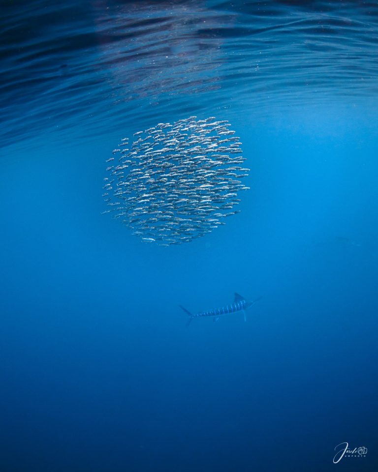 Safari Marino Bolas De Sardinas