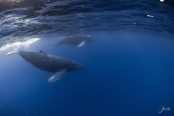Avistamiento Ballenas Bcs