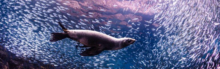 Buceo Lobos Marinos La Paz Bcs