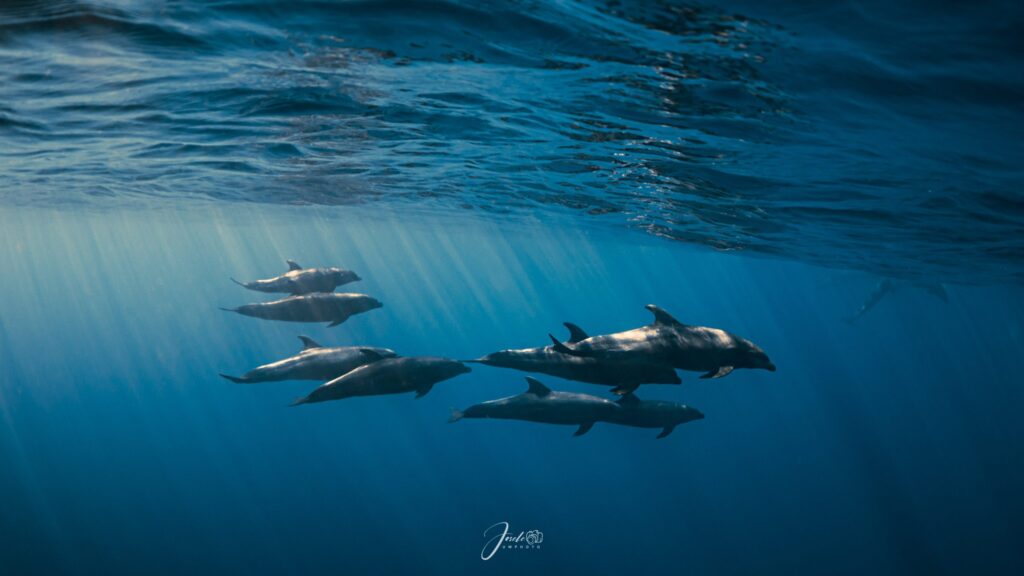 Delfines En Libertad Mexico