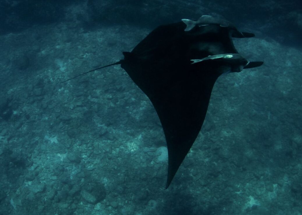 La Ventana Manta Oceanica