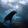 Lobos Marinos En La Paz Buceojpg
