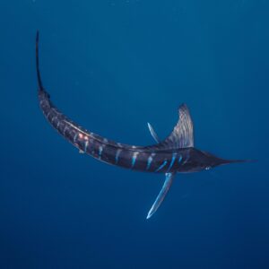 Safari Marino Puerto Chale Marlin Rayado