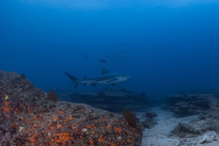 Buceo Con Tiburon Toro En Cabo Pulmo