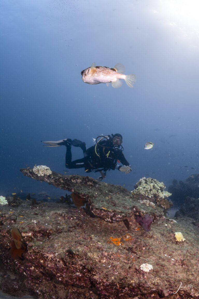 Peces Globo En Cabo Pulmo