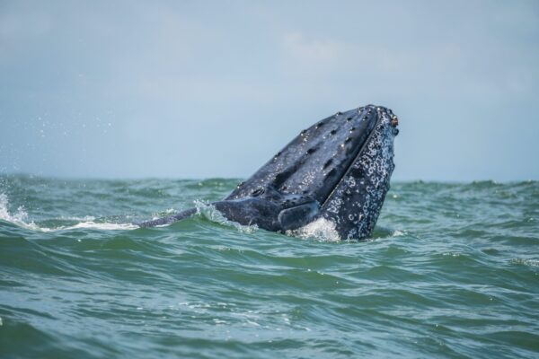 Ballenas Jorobadas En Cabo Pulmo