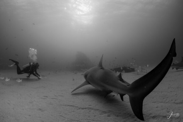 Buceo Tiburon Toro Cabo Pulmo