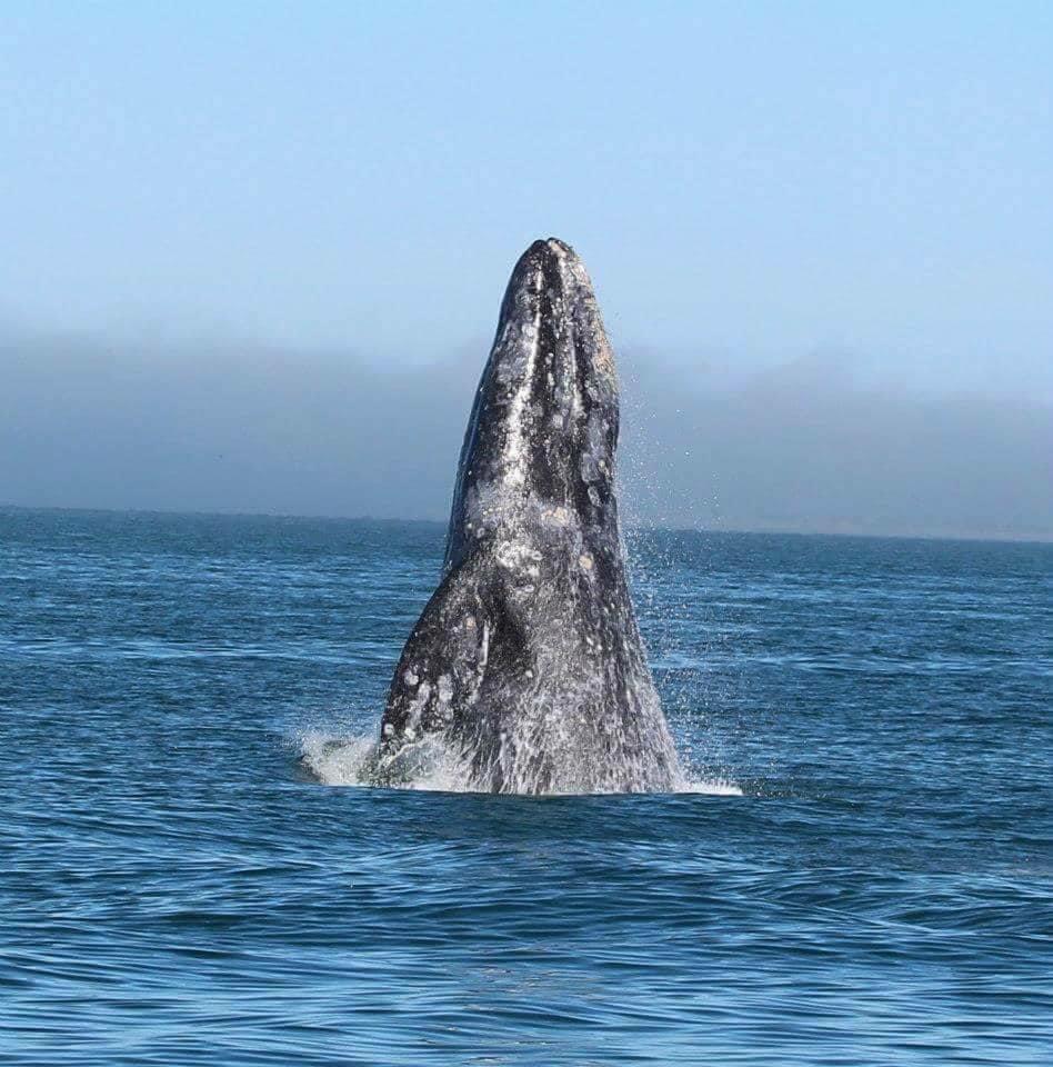 Avistamiento Ballenas Grises Puerto Chale