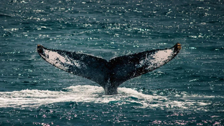 Avistamiento De Ballenas Jorobadas Baja California Sur