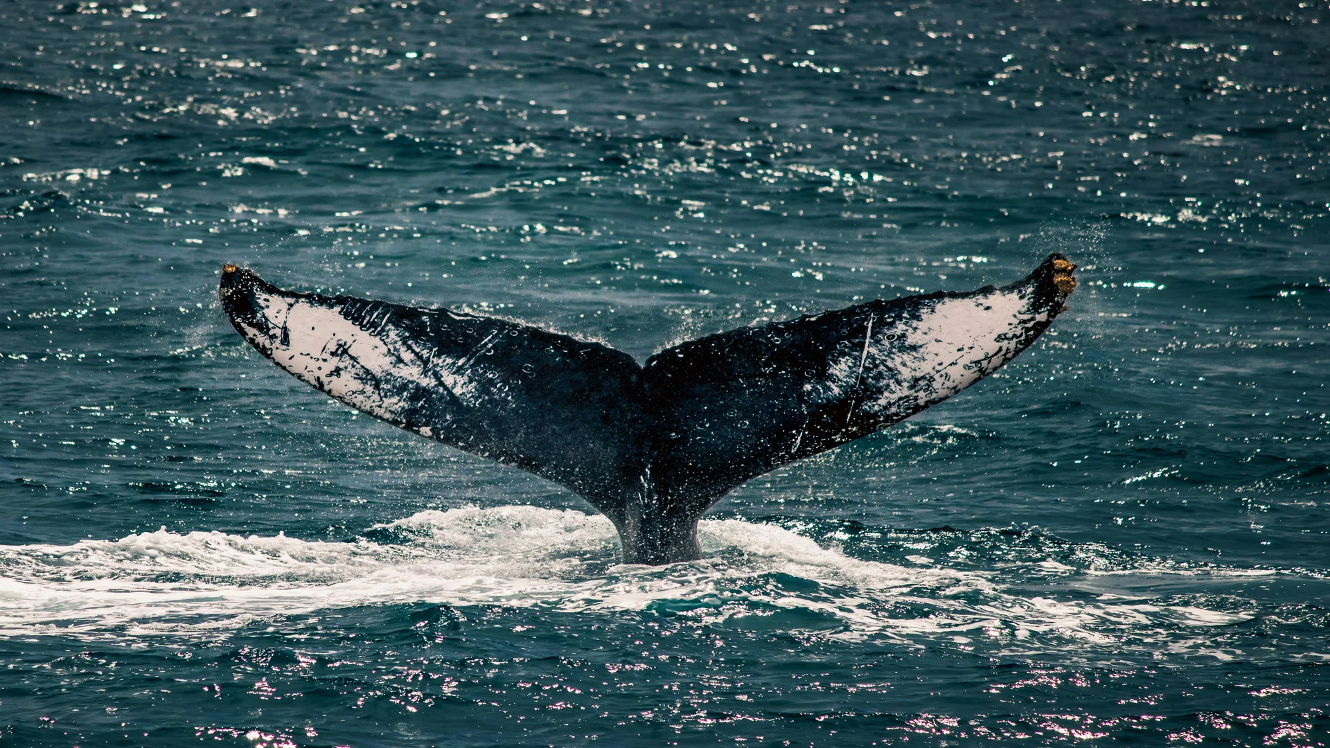 Avistamiento De Ballenas Jorobadas Baja California Sur