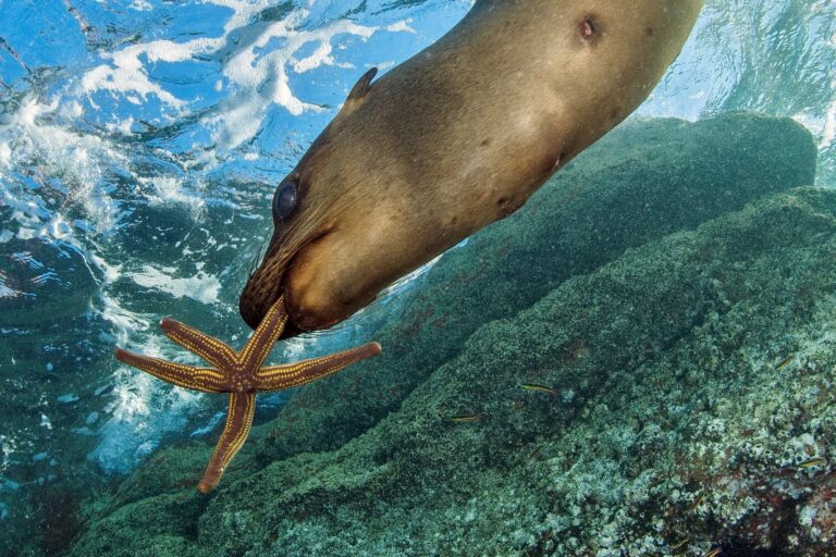 Bucea En La Paz Con Lobos Marinos