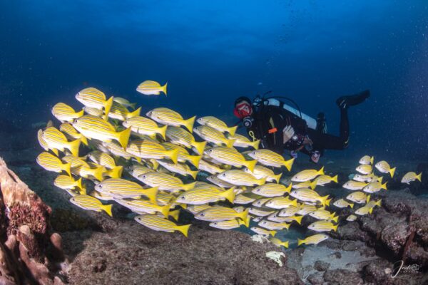 Buceo Cabo Pulmo Escuelas De Peces