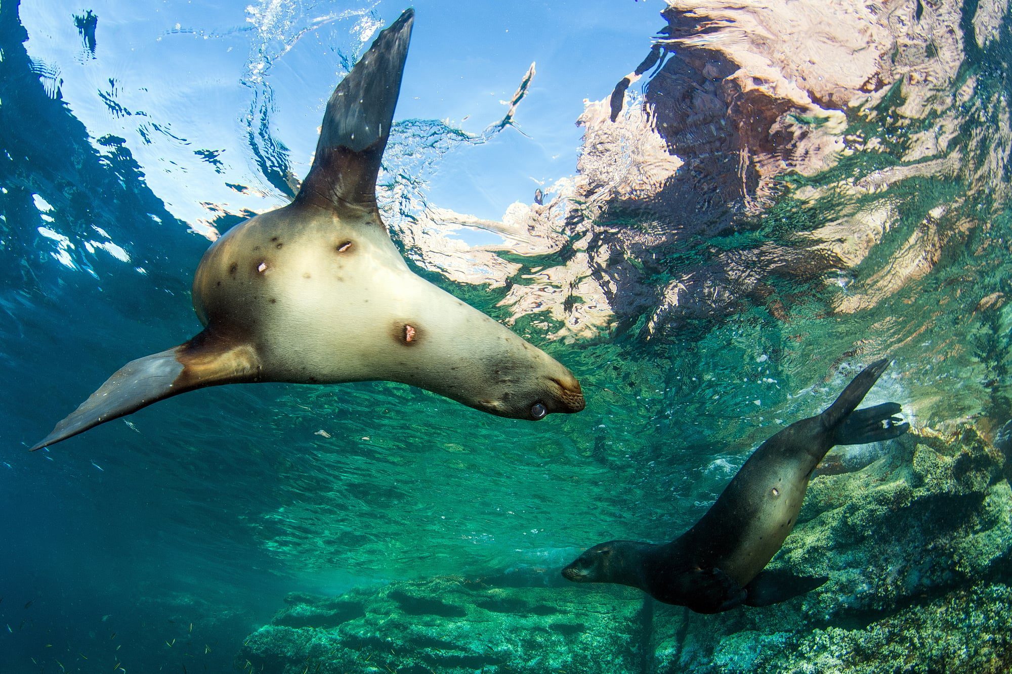 Buceo La Paz Con Lobos Marinos