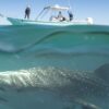 Nado Con Tiburon Ballena En La Paz