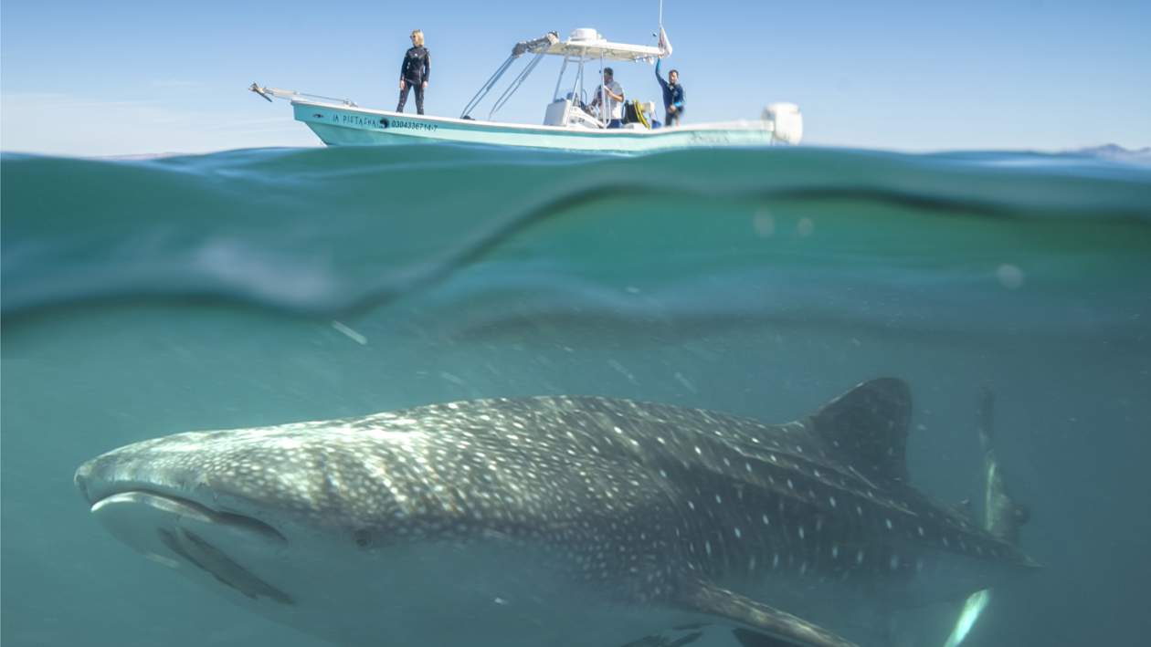 Nado Con Tiburon Ballena En La Paz