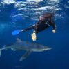Nado Con Tiburones En Cabo San Lucas