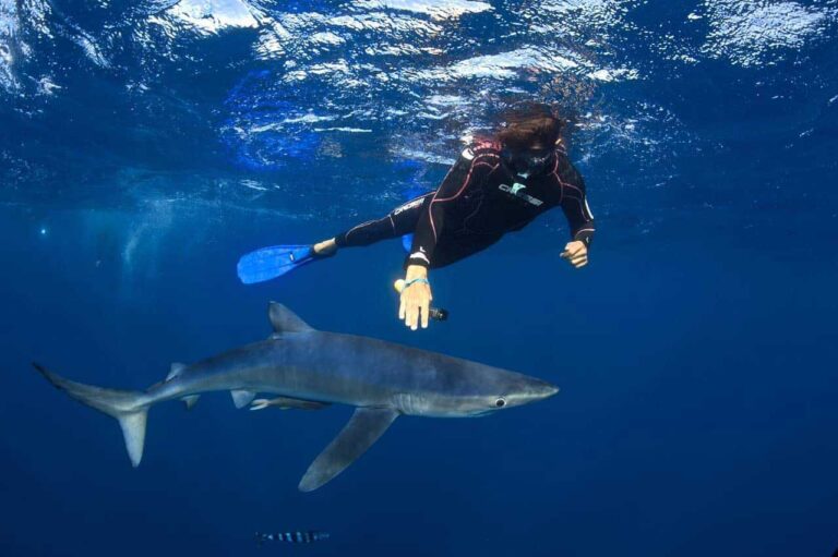 Nado Con Tiburones En Cabo San Lucas