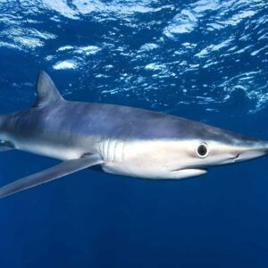 Snorkel Tiburones Cabo San Lucas