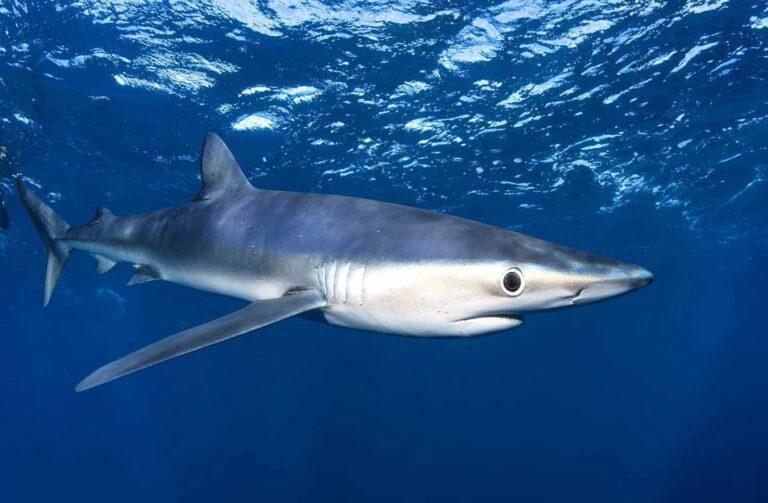 Snorkel Tiburones Cabo San Lucas
