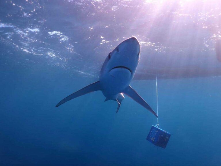 Tiburones Cabo San Lucas Actividad