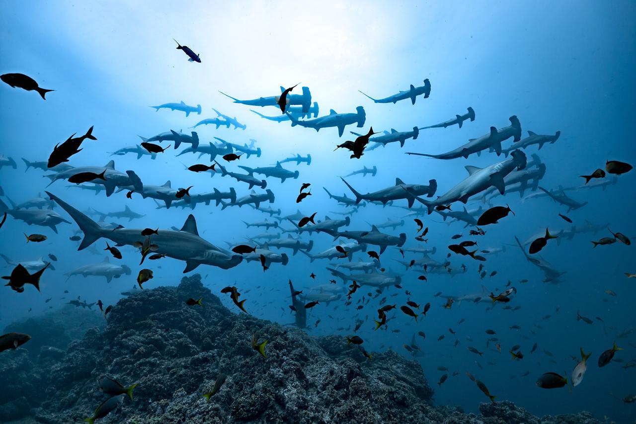 Buceo Certificados en Gordo Banks