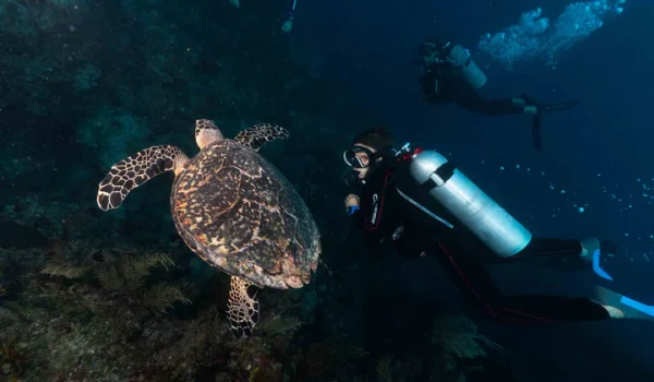 Buceo Certificados En Cabo San Lucas