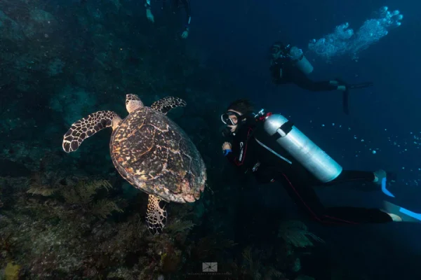 Buceo Certificados En Cabo San Lucas