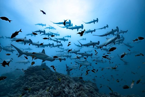 Buceo Certificados en Gordo Banks