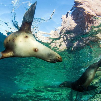 Buceo La Paz Con Lobos Marinos