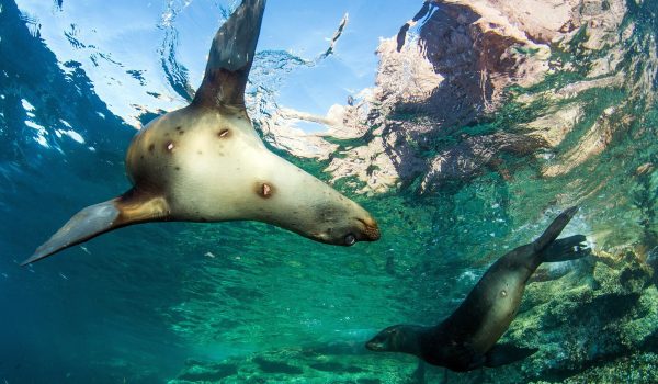 Buceo La Paz Con Lobos Marinos