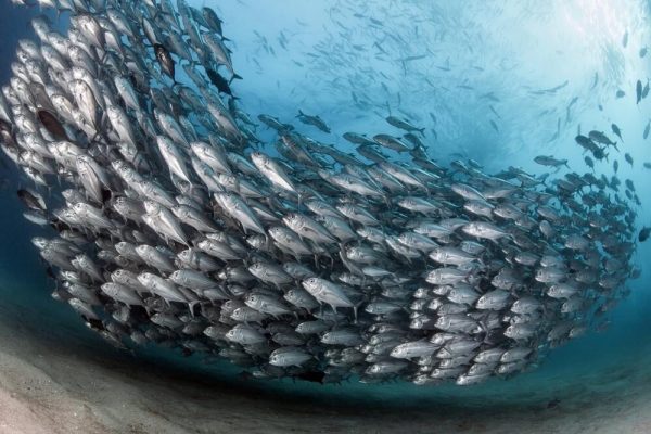 Jureles Cabo Pulmo