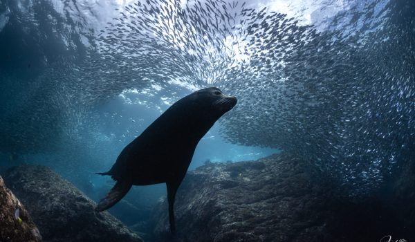 Lobos Marinos En La Paz Buceojpg