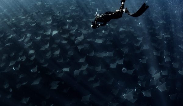 Nado Con Mobulas La Ventana Safari