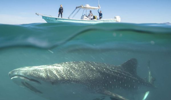 Nado Con Tiburon Ballena En La Paz