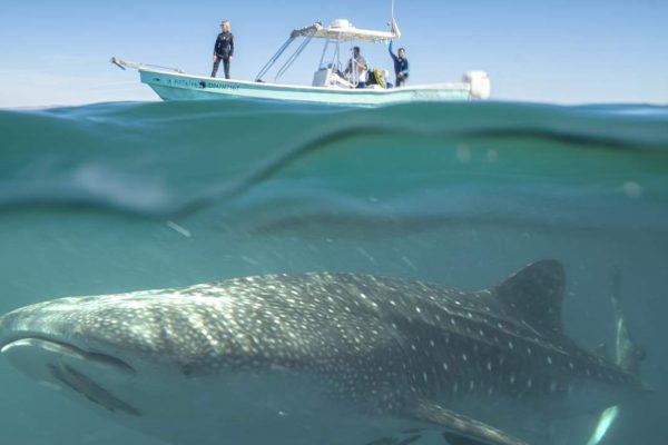 Nado Con Tiburon Ballena En La Paz