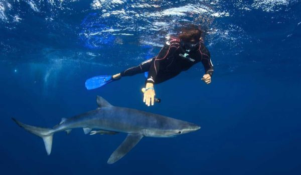 Nado Con Tiburones En Cabo San Lucas