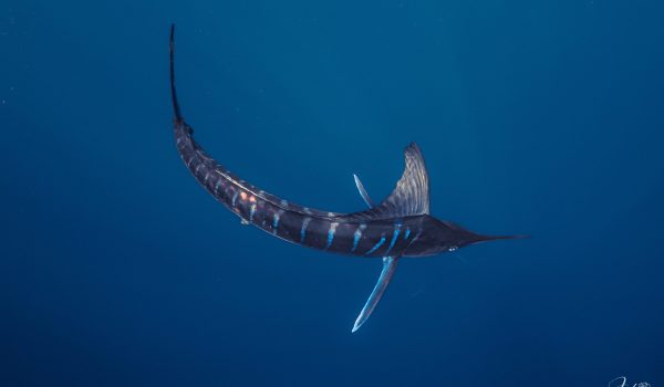 Safari Marino Puerto Chale Marlin Rayado